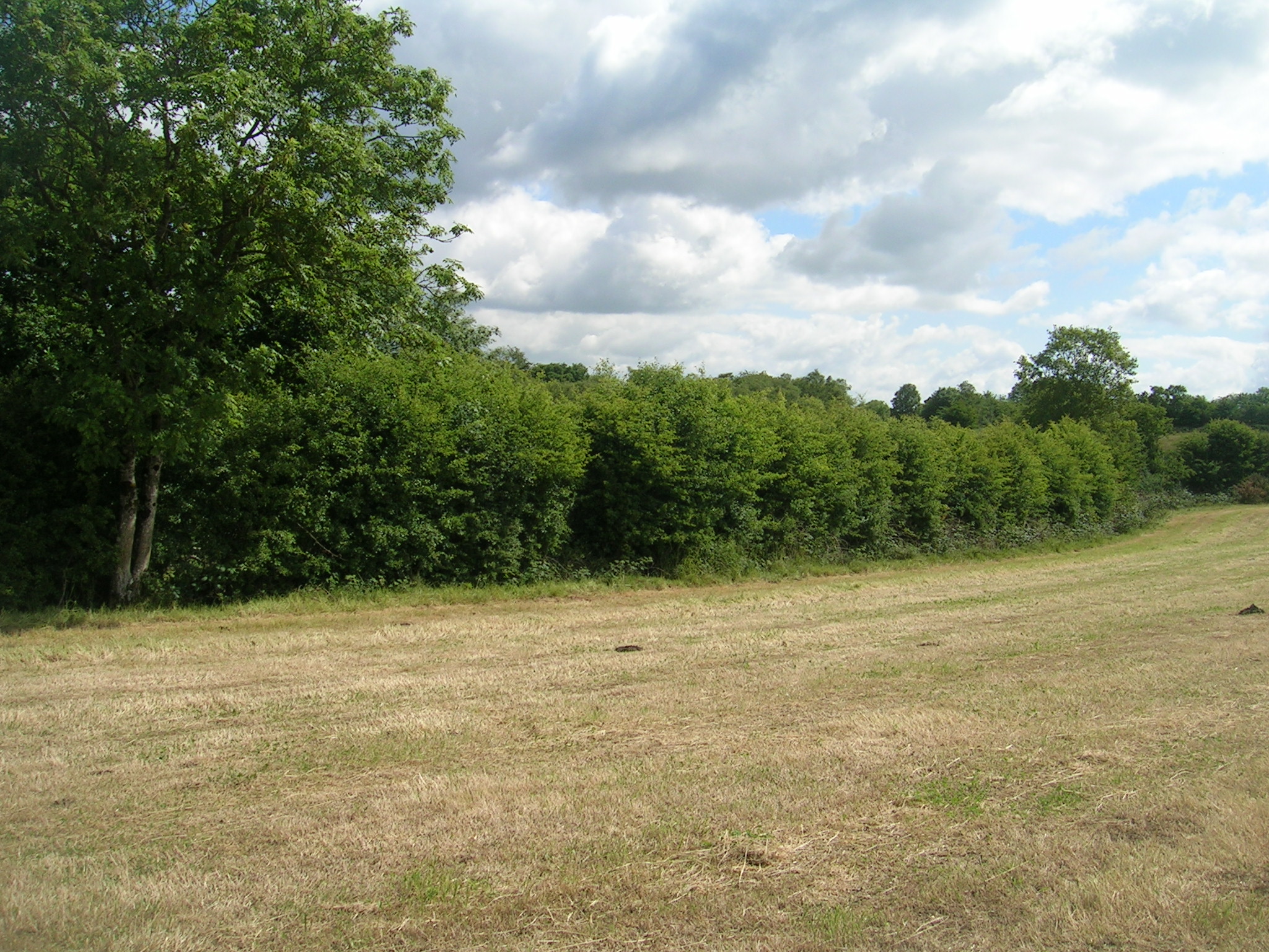 examples of Hedgerows