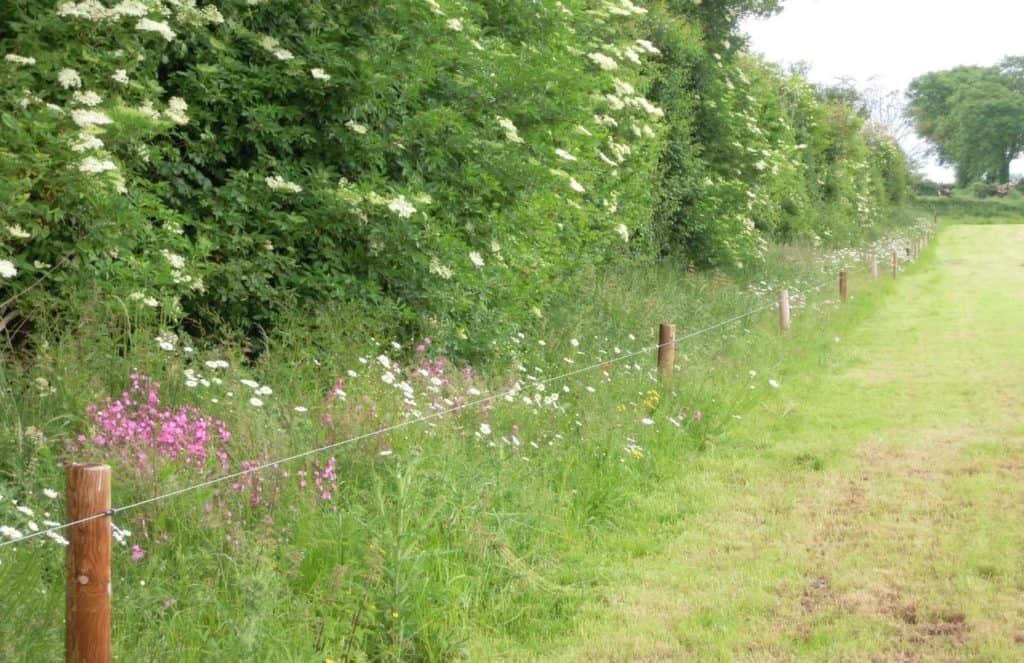 view of a lush hedgerow behind and electric wire fence