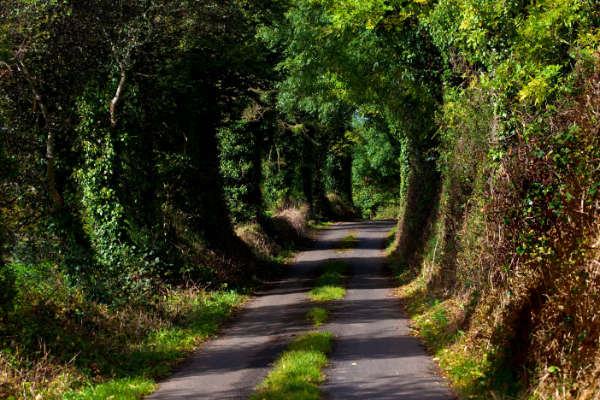 road with hedgerows on both sides