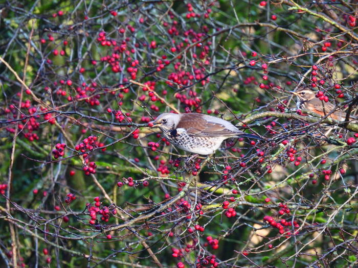 2nd prize under 18 Sean Whelan Bird eating berries on a hedgerow