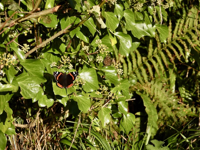 3rd prize under 18s Claire Behan butterfly on a hedgerow