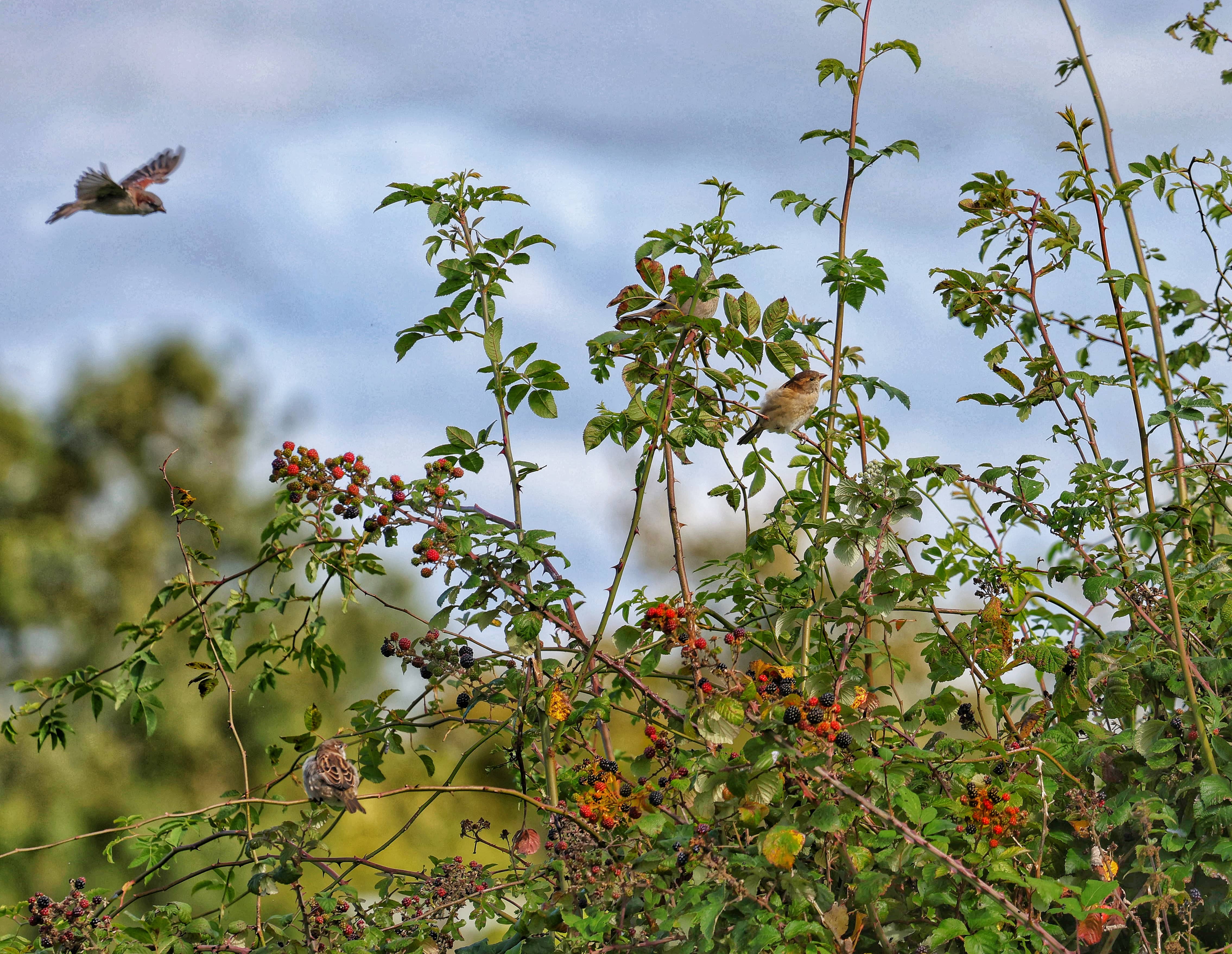 1st Prize over 18 Sheila Callanan Westmeath 'coming home for tea'  