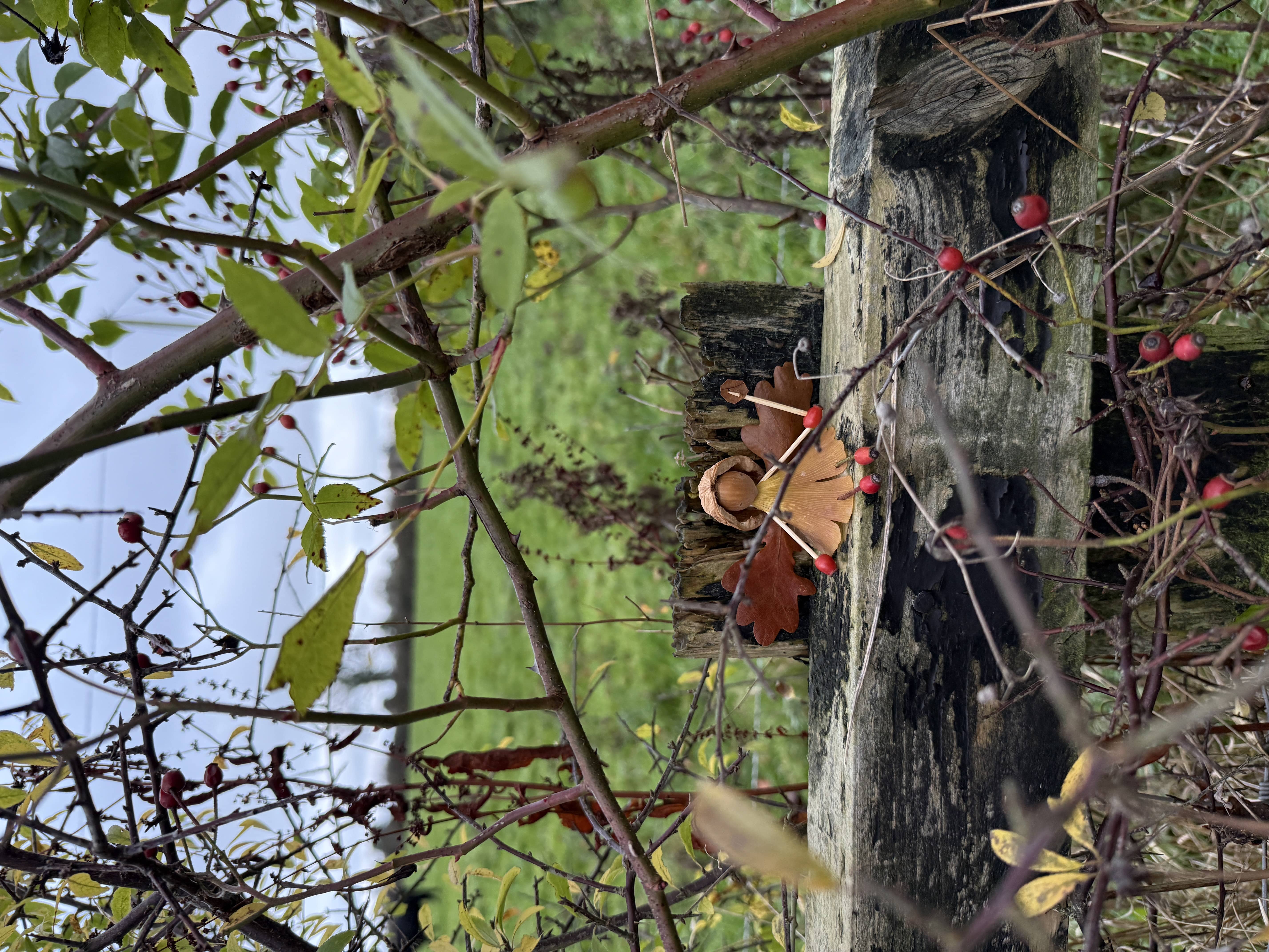 1st Prize under 18 Jona Power , Fethard, Co. Tipperary, 'Hedge fairy'  