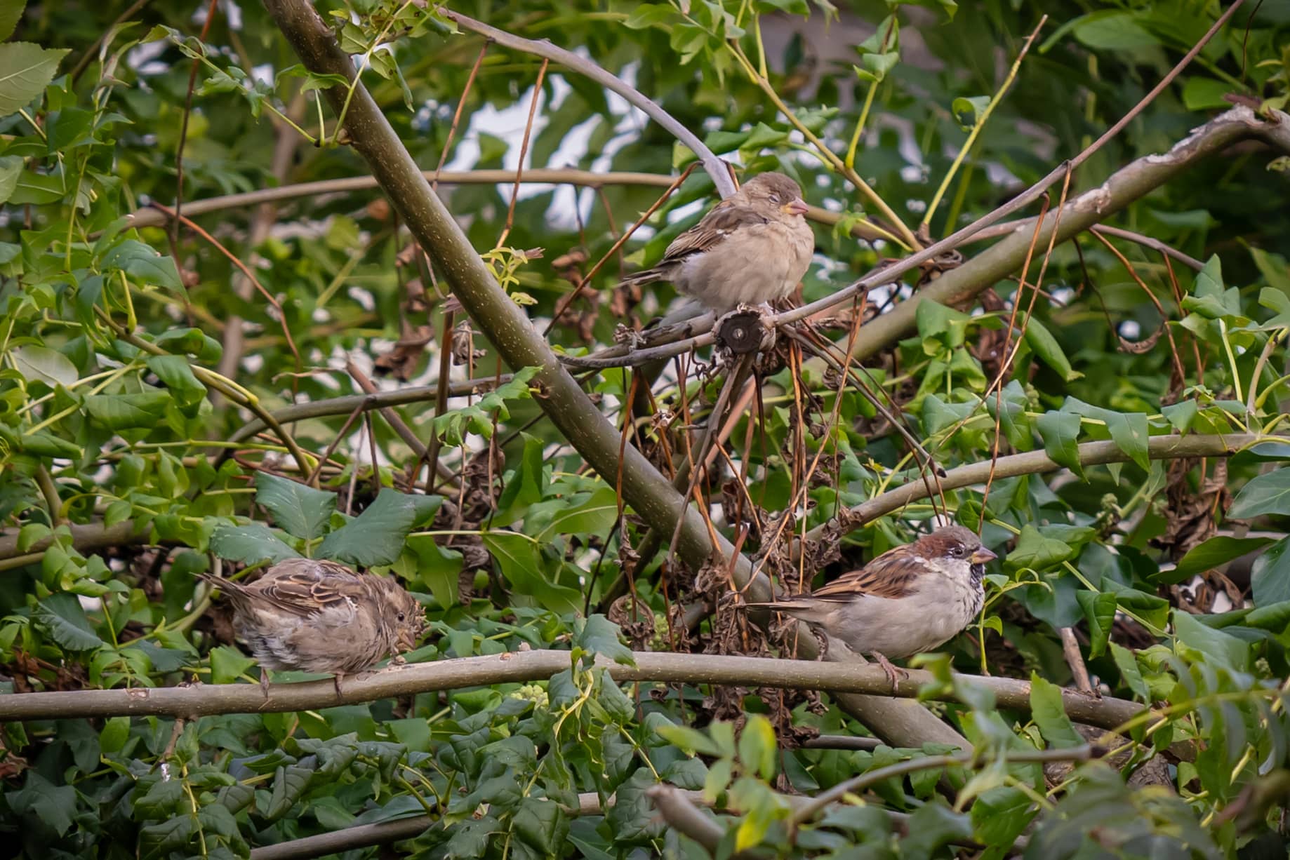 2nd Prize (joint)  over 18 Kacper Mulik, Nenagh, Co. Tipperary 'Three birds for three moods'.  