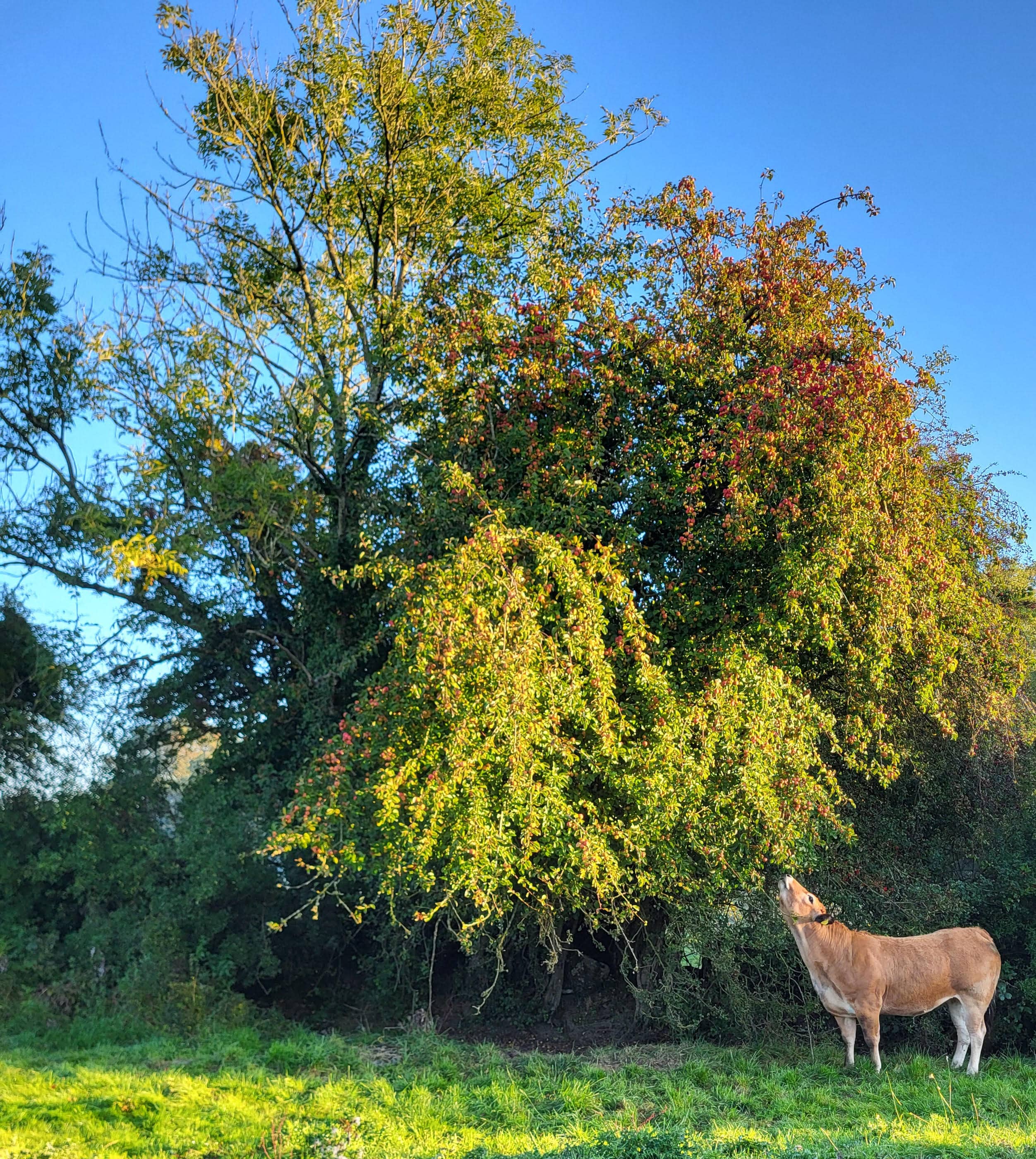 2nd Prize (joint) over 18 Marty Guinan, Co. Offaly 'Low hanging fruit'  2nd Prize (joint) over 18 Marty Guinan, Co. Offaly 'Low hanging fruit'  