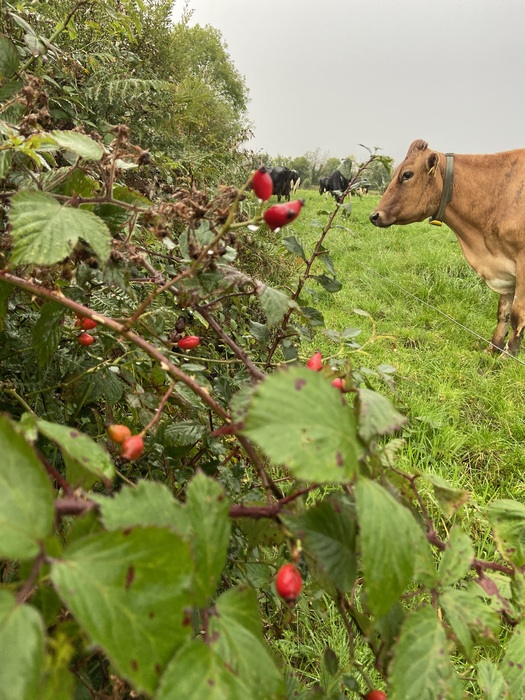 Michael O'Brien age 12 won the under 18 prize of 500 euro for a photo of cows browsing on a lush hedgerow on the family farm near Firies, Co. Kerry.