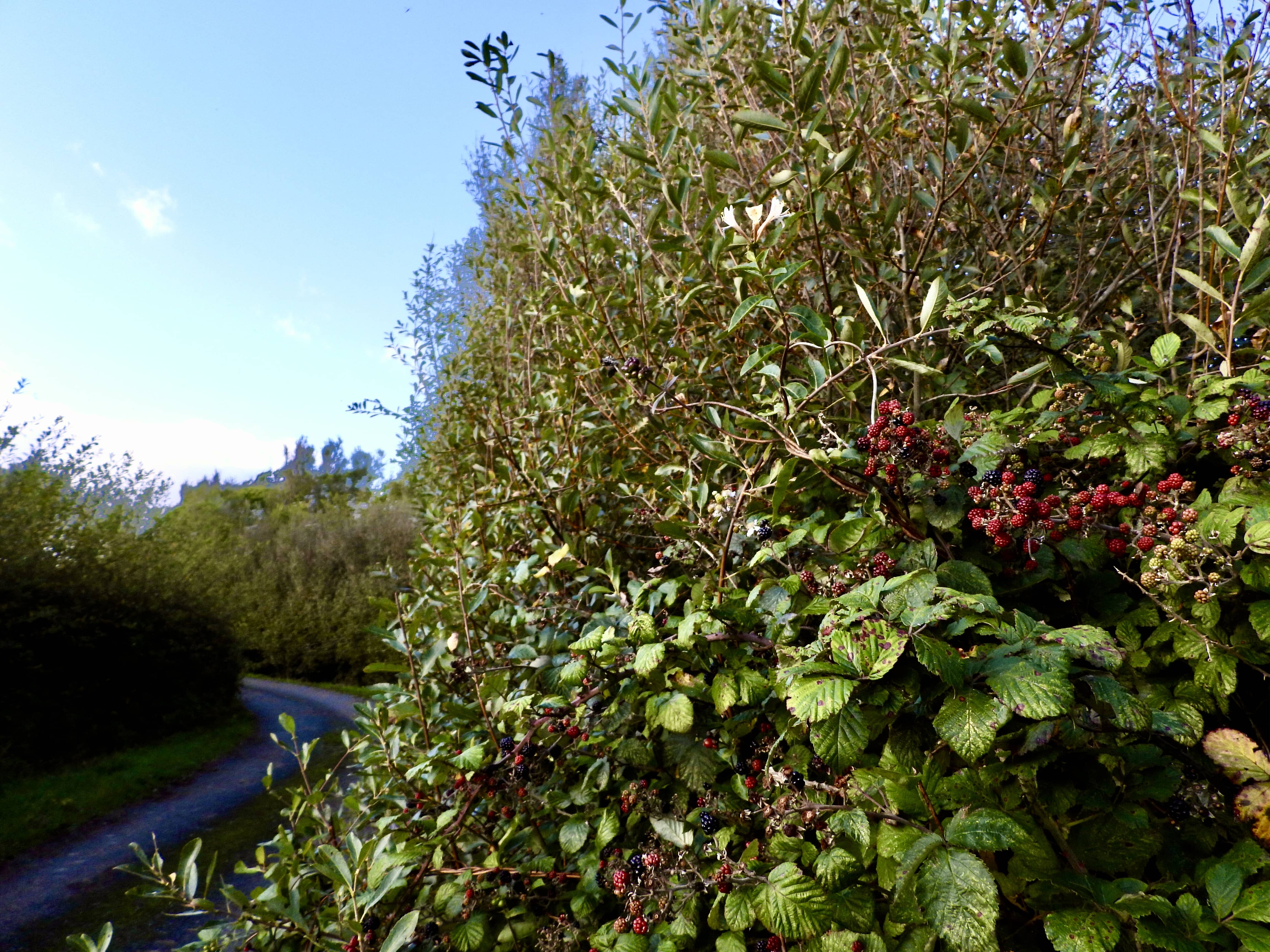 Poster for Hedgerows photo